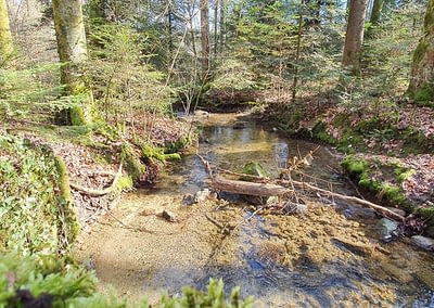 Le printemps, traiter le rhume des foins avec l’acupuncture